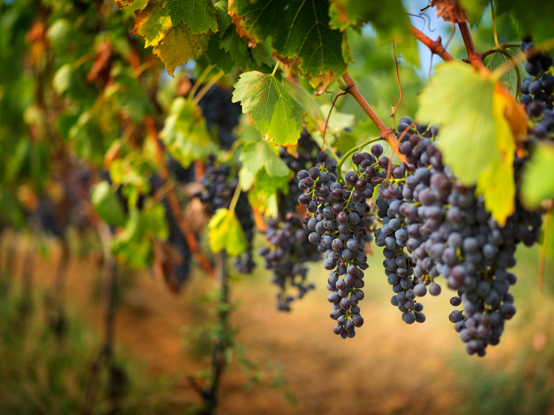 red wine grapes with green leaves on farm field